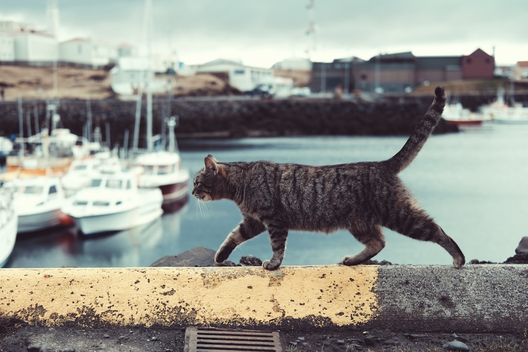 Cat.
