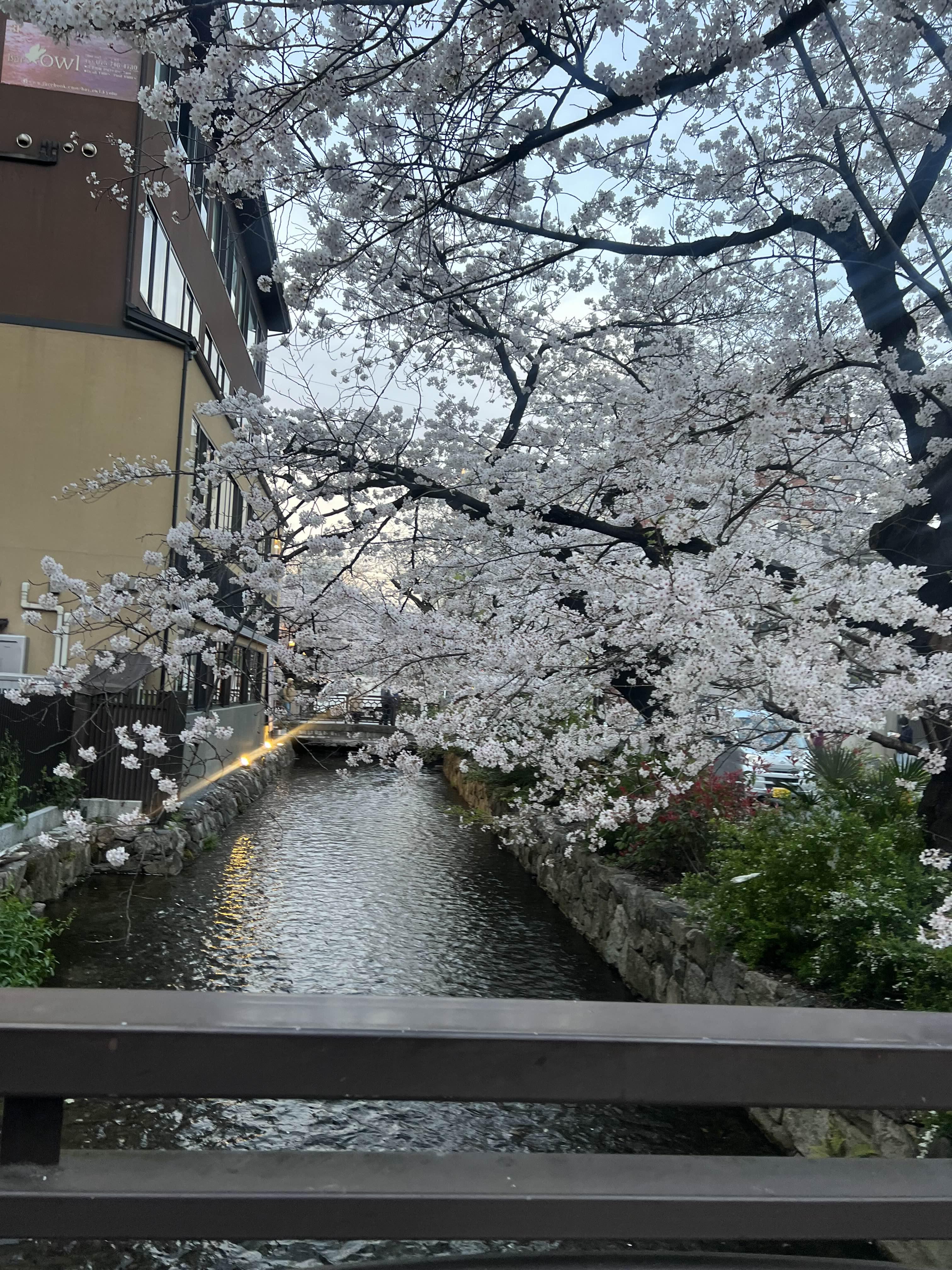 교토 벚꽃구경 2023년