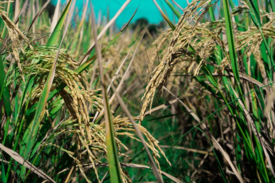 Rice.