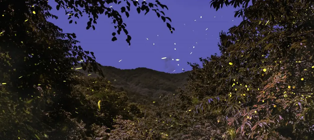 반딧불이-신비-탐사