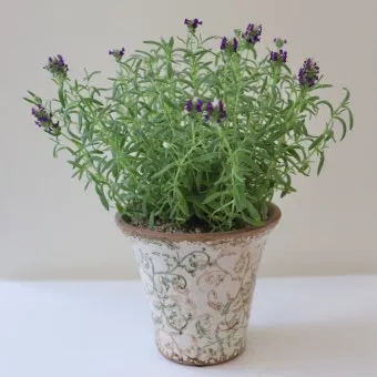 라벤더 키우기 물주기 향기관리 통풍일조 집에서도 가능한 관리_11