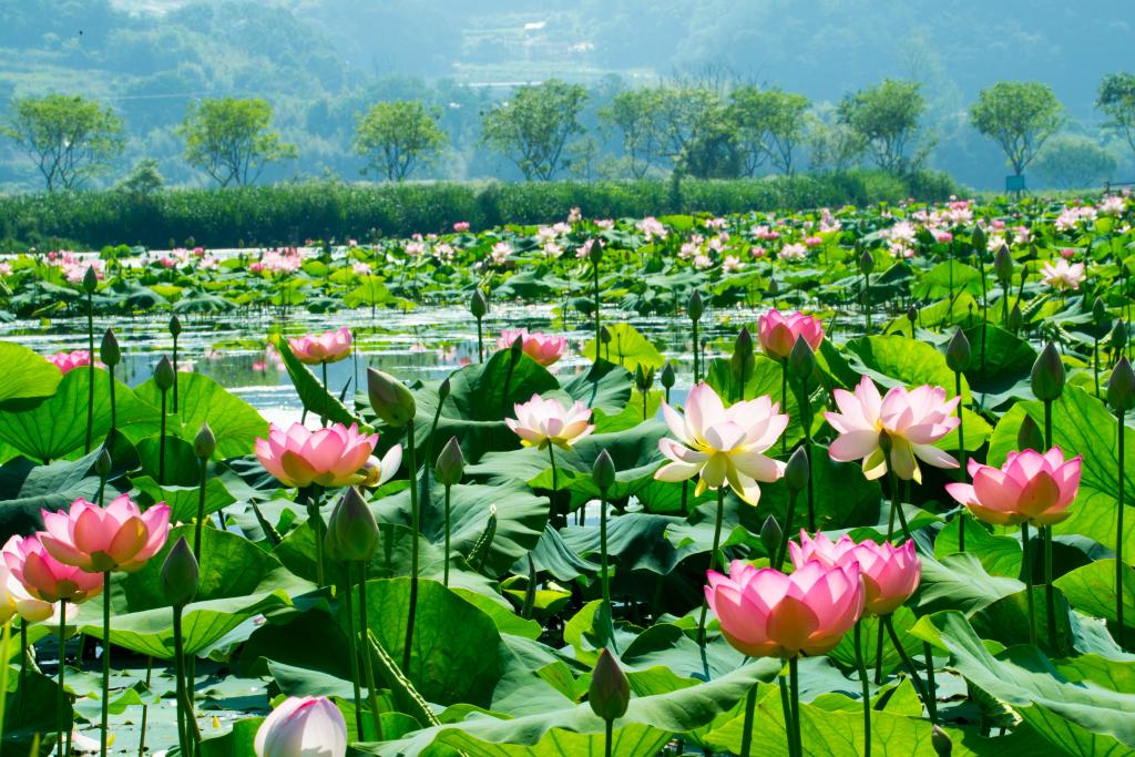 [4월~5월 여행지]만개한 꽃잔디와 봄날의 감동, 거창창포원에서 만난 힐링의 순간