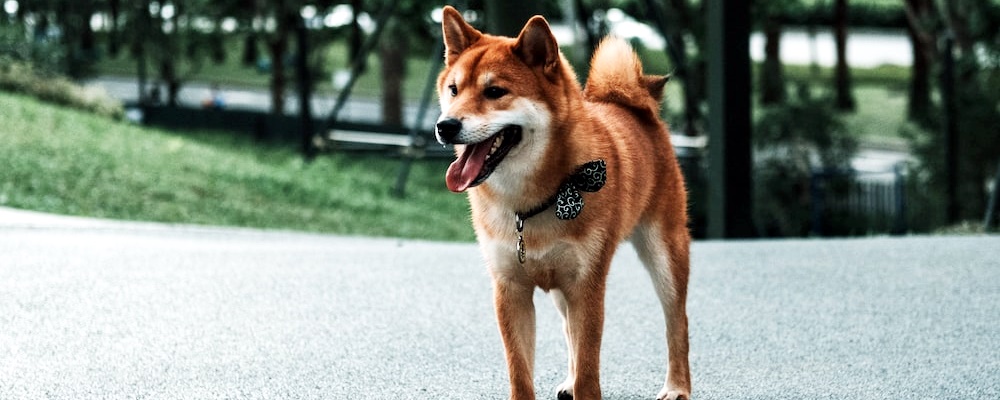 강아지 훈련 시키는 방법 2