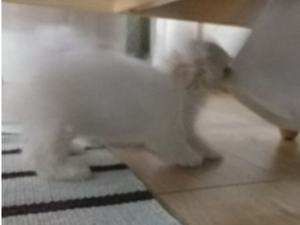 강아지입양 준비