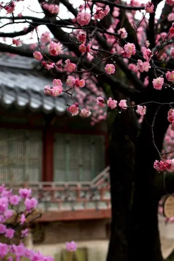 창덕궁 만첩홍매화 개화시기 명소_18