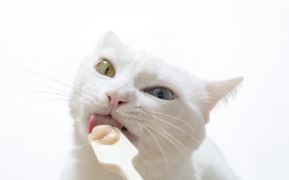 숟가락으로 먹는 흰 고양이.