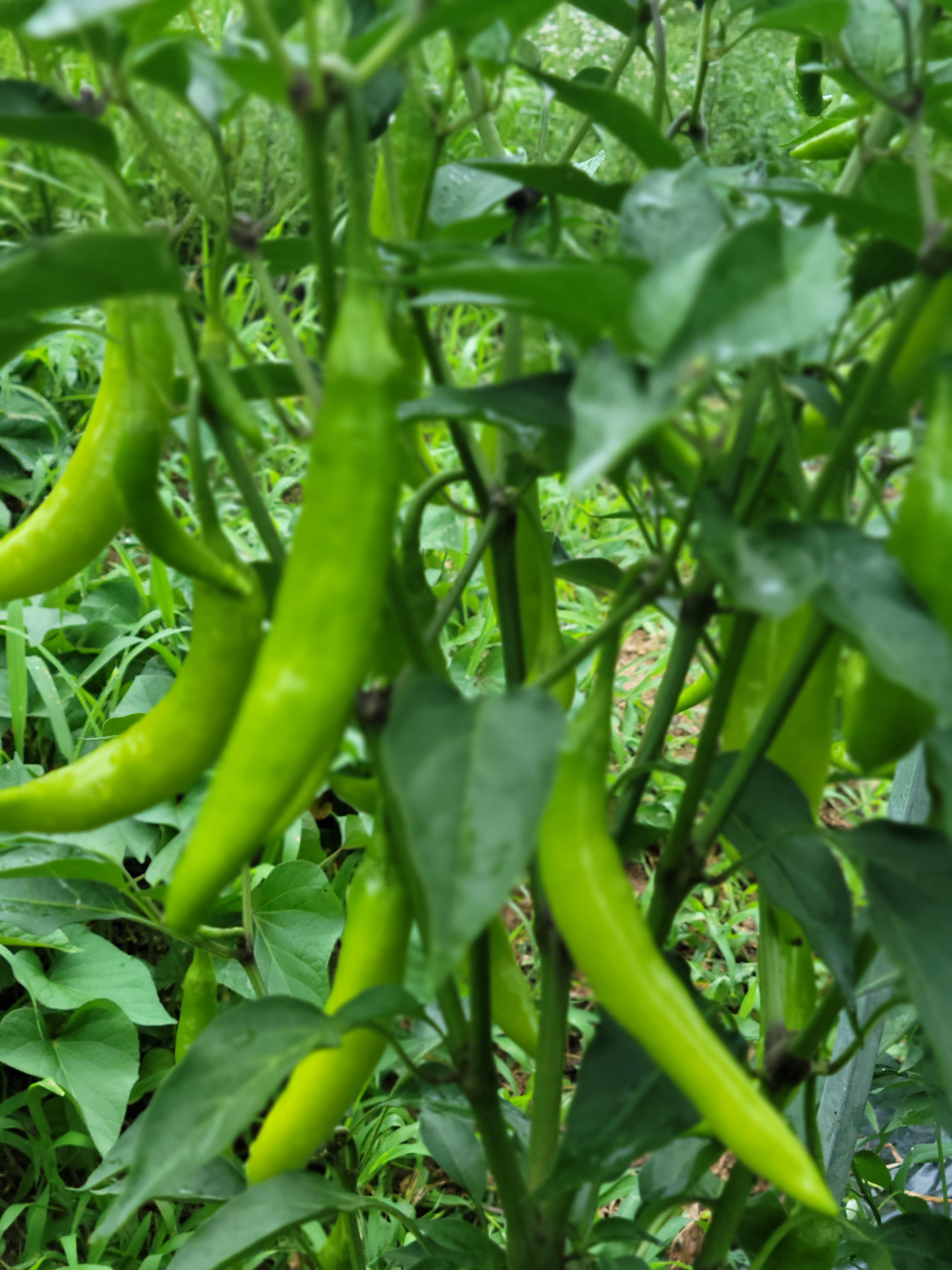 풍성하게 달린 고추모습