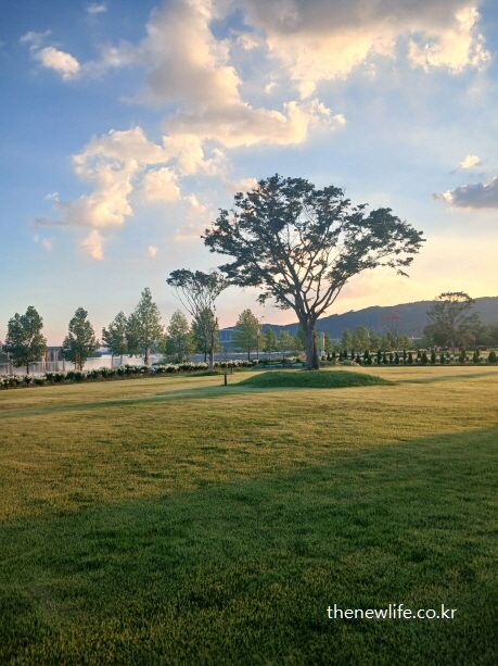 A large tree and soft lawn at Guri Hangang Park, representing the calming effect of barefoot earthing/구리 한강시민공원의 커다란 나무와 부드러운 잔디 &ndash; 잔디밭 어싱 효과의 정서적 안정감을 상징하는 풍경
