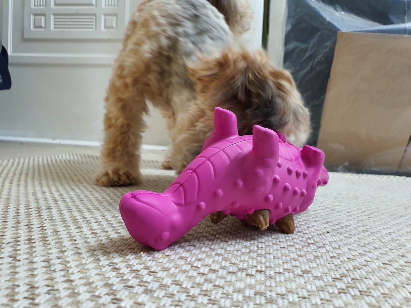 간식 빼먹고 있는 토리