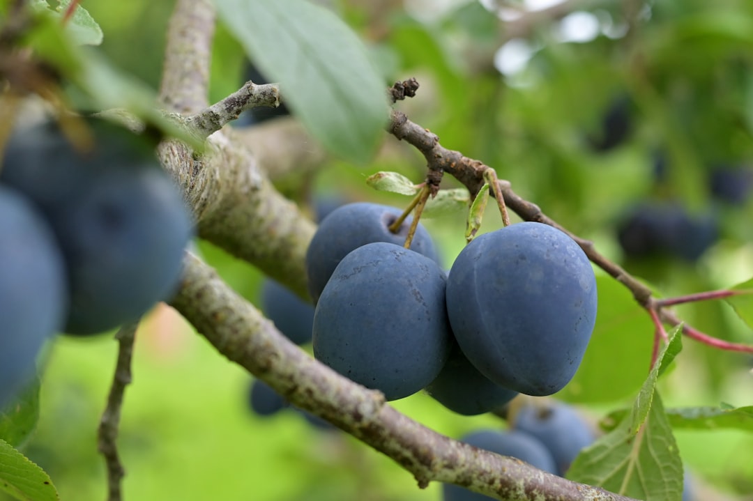 'Plum'