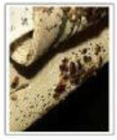 빈대 확인법 빈대 물린 자국 빈대 퇴치(+2024)