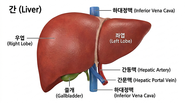 간 건강 관리 방법 5가지, 반드시 알아야 할 건강정보