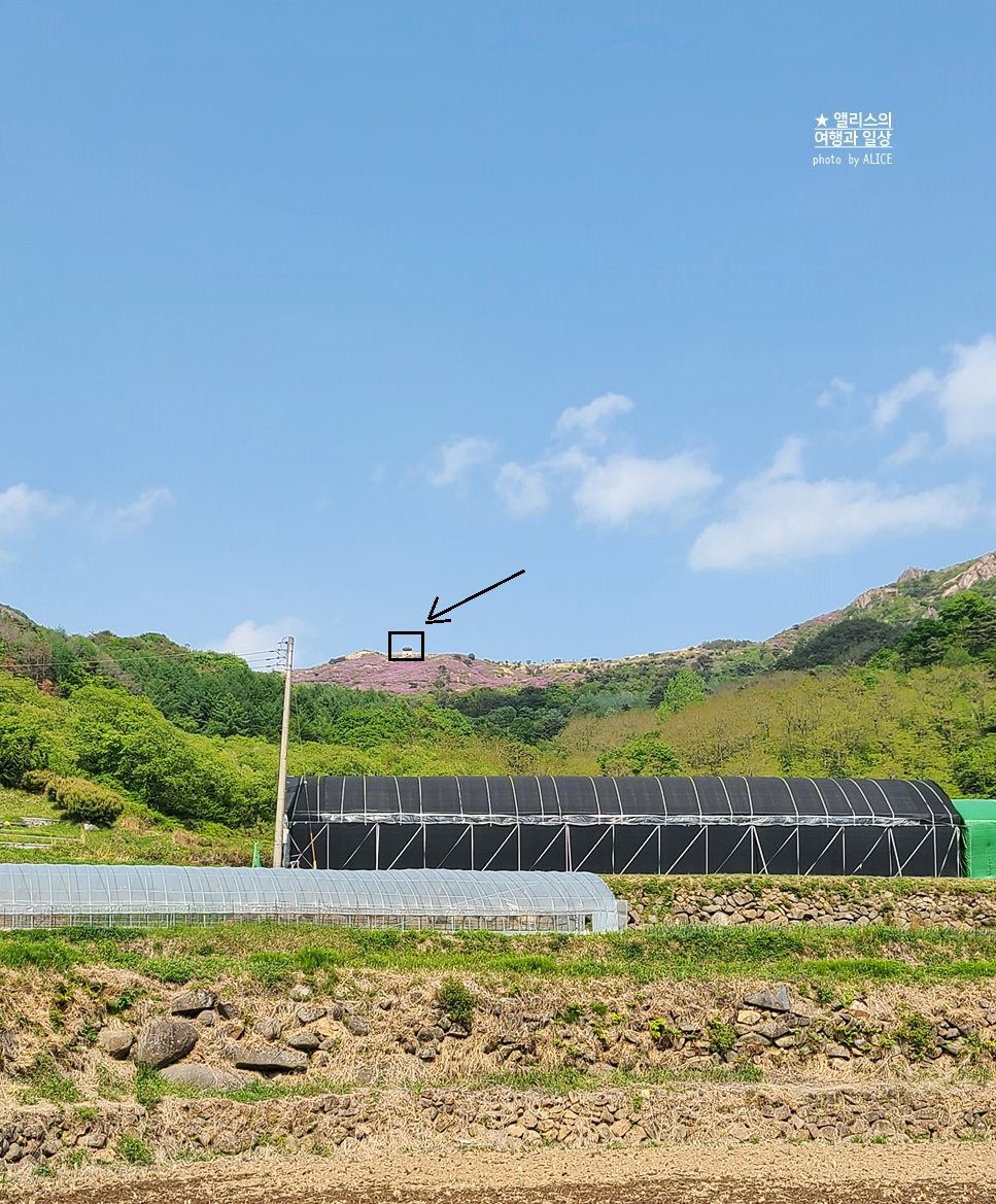 황매산 철쭉 개화시기, 셔틀버스, 산청 합천 5월 가볼만한곳