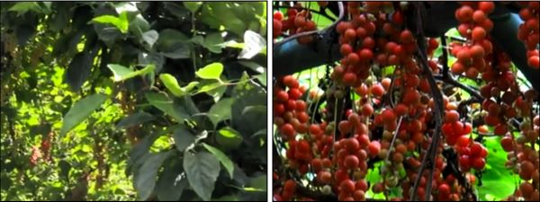 오미자-열매-성숙-품종-청순-오미자-북오미자