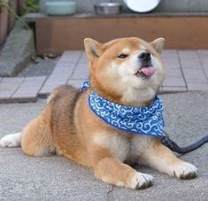 강아지-꿈-얼굴을-들고-앉아있는-강아지