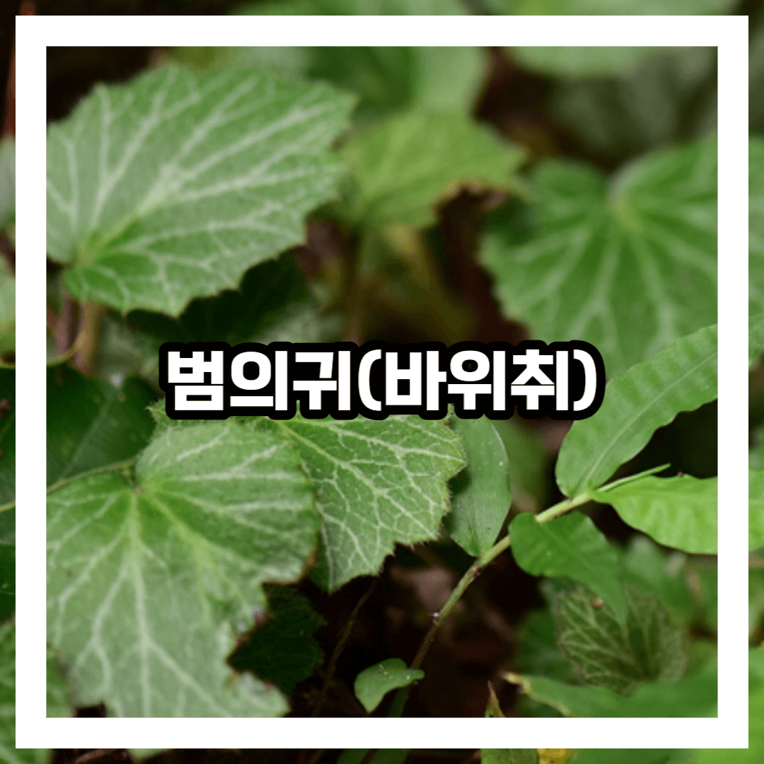 범의귀(바위취) 사진