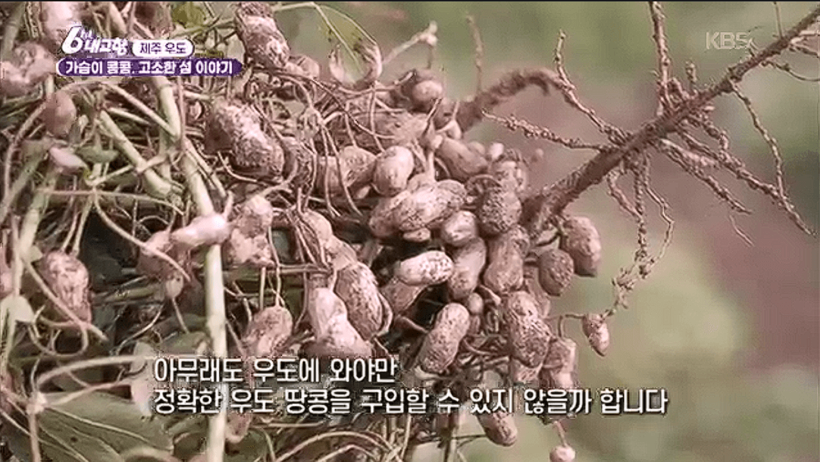 우도 특산물 땅콩요리