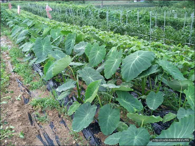 토란 재배 종자구 선택 고랑 관리 습도 조절_8