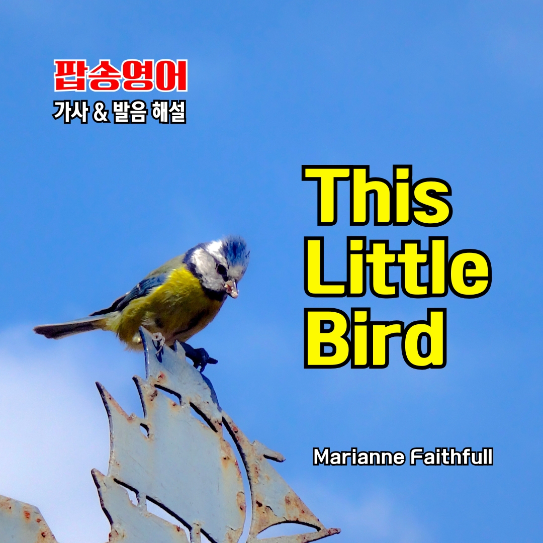 팝송 영어 This Little Bird 가사 해석 발음 총정리