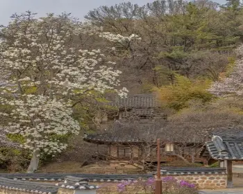 대청호 벚꽃축제_22