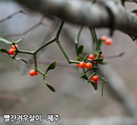 붉은겨우살이