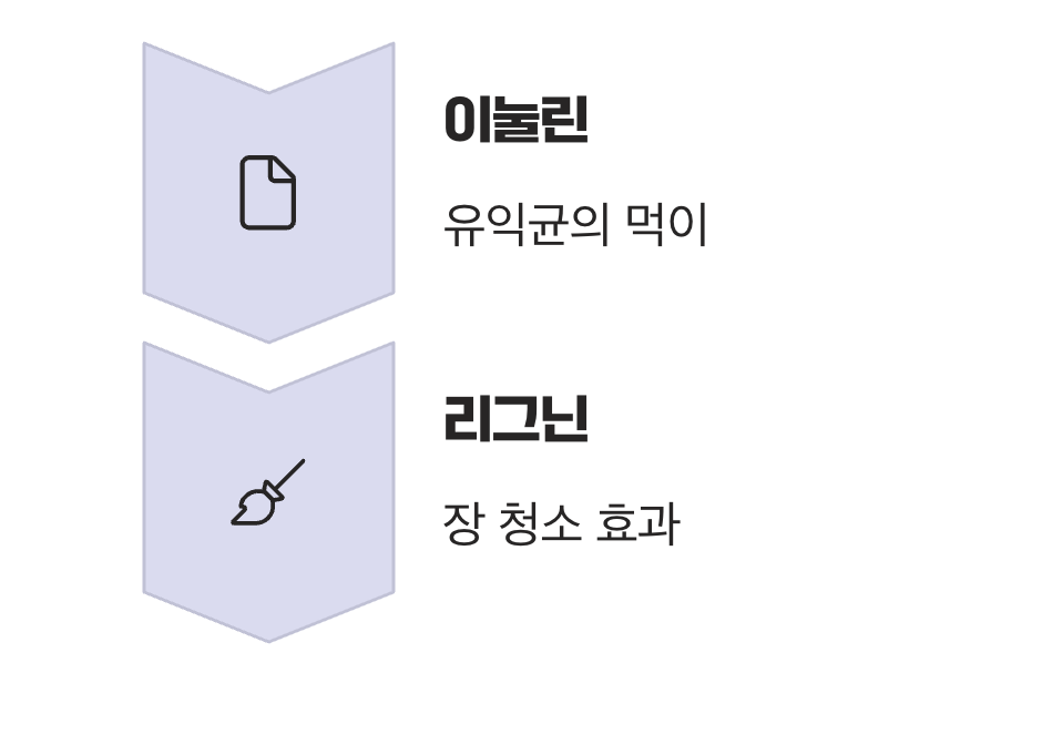 뿌리 깊은 장 건강, 우엉