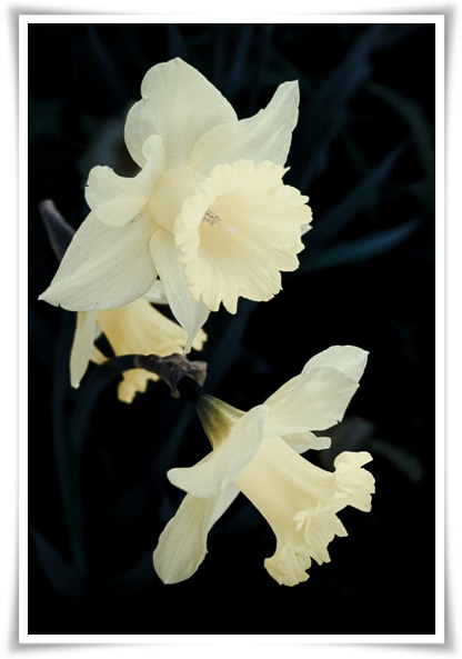 "수선화" 봄의 향기를 담은 마음을 따뜻하게 해 주는 봄의 전령사!