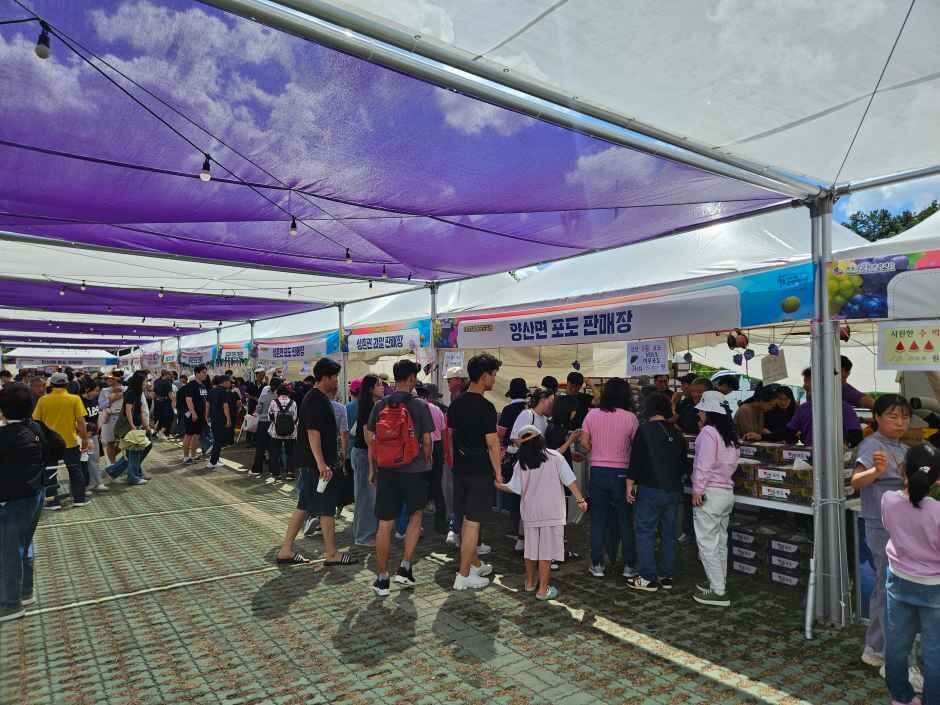 영동포도축제 일정