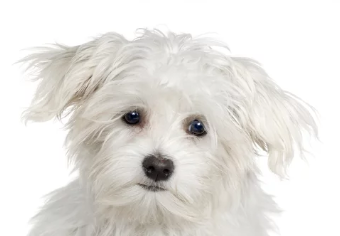 말티푸 / 출처:어도비스톡