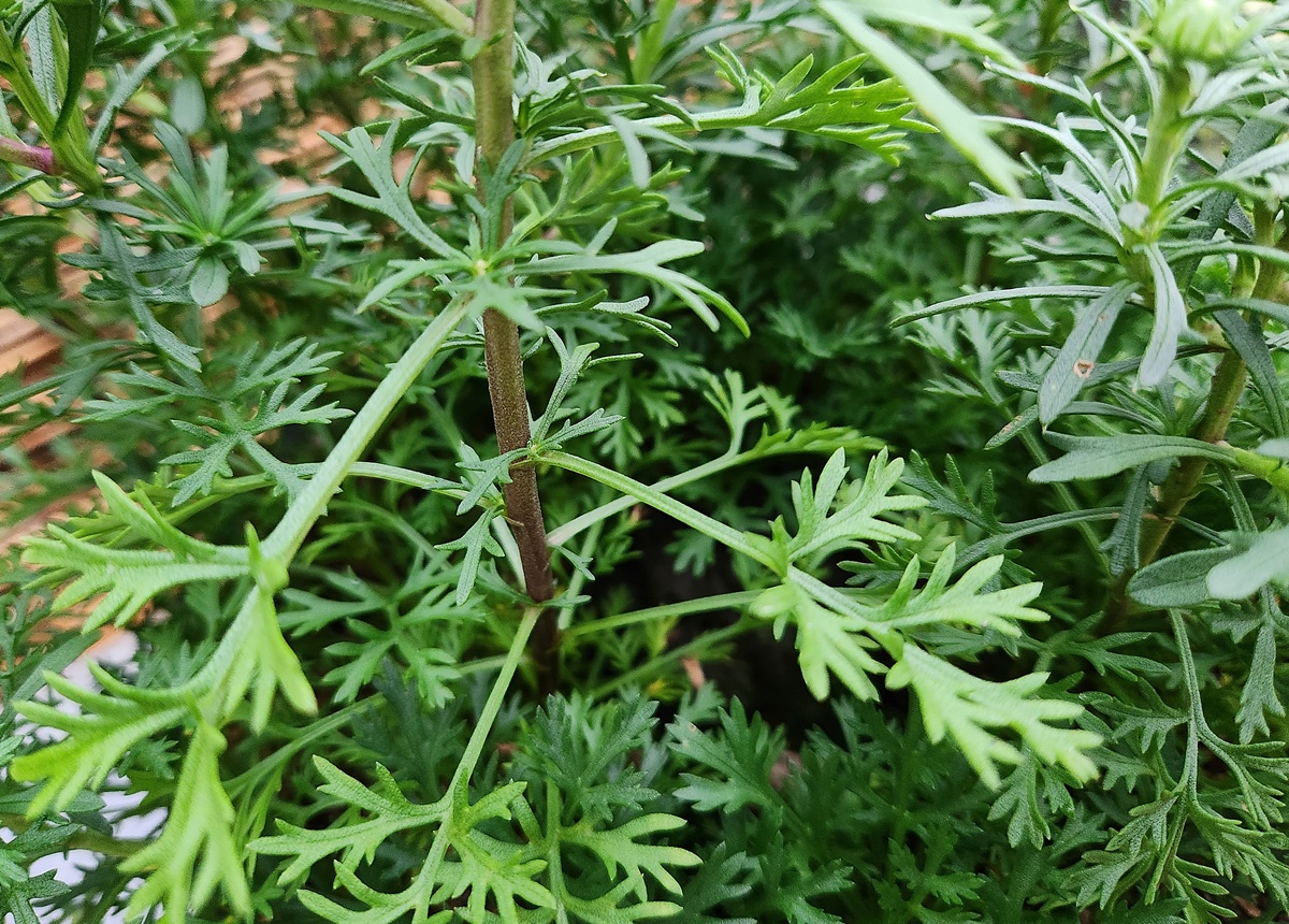 목마가렛 Maguerite Daisy