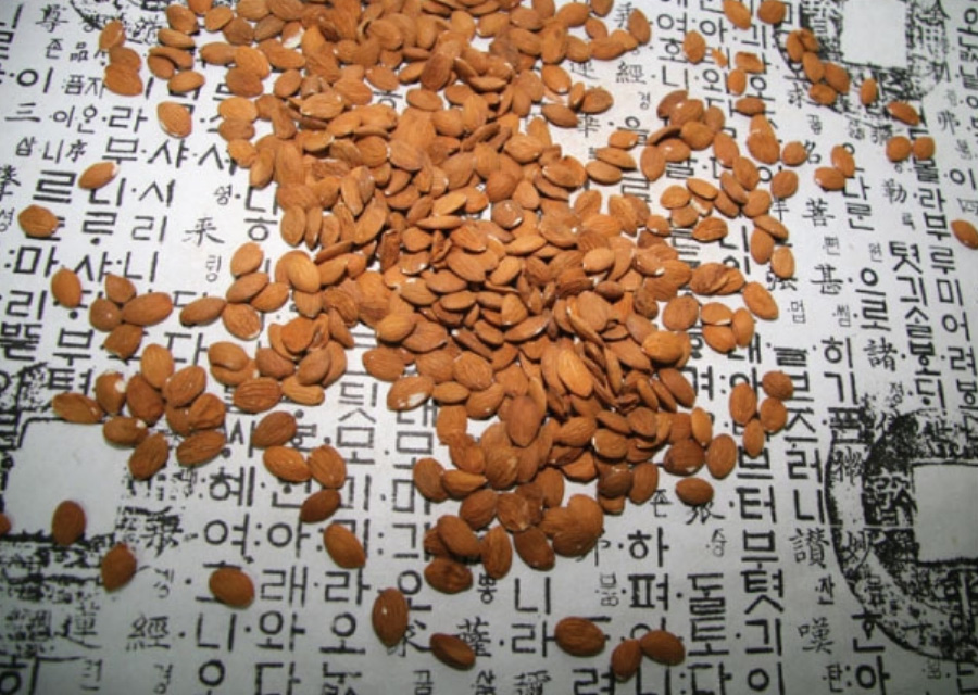 야생에서 채취를 한 도인을 옛글자가 인쇄되어 있는 종이 위에 수북하게 놓아둔 것을 흩어 놓고 찍은 사진