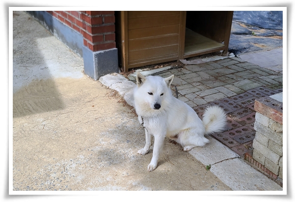 사용후기 &quot;붐펫 프레시너&quot; 안전성 테스트 완료된 천연탈취제, 냄새와 살균 걱정 끝!