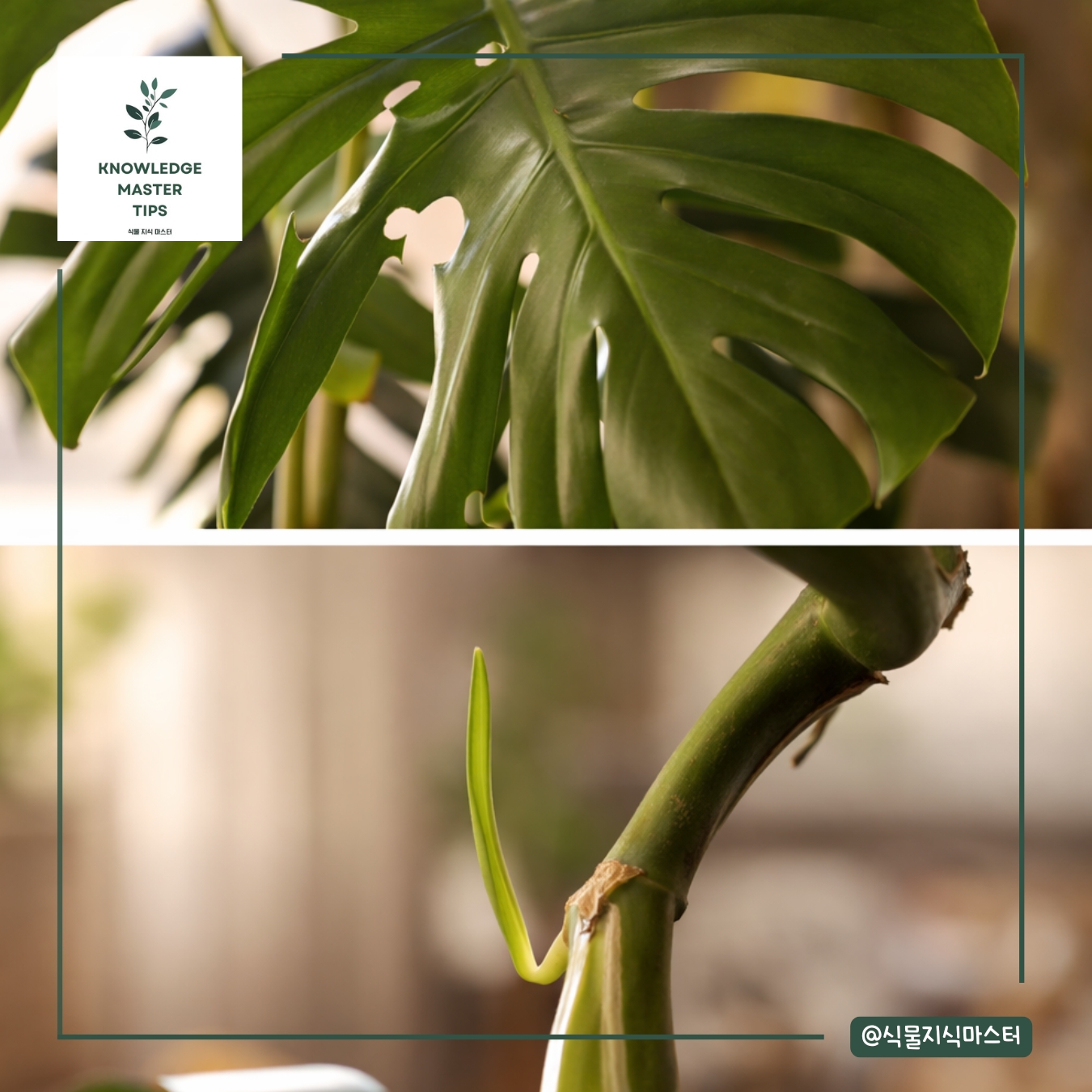 살릴 확률이 높은 식물의 신호