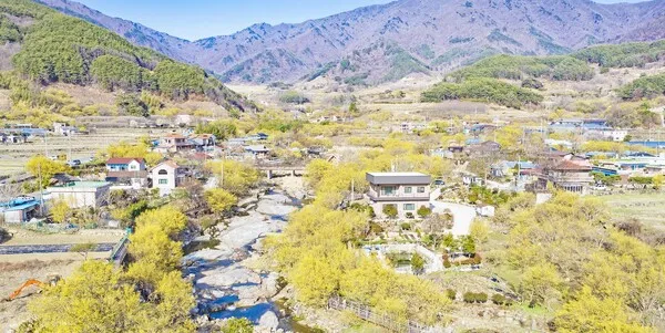 산수유 재배 개화기 관리 결실 유도 열매 건조_3