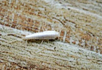 좀벌레 생기는 원인과 퇴치법 하얀벌레 제거 방법_9