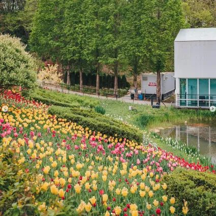 피나클랜드 불꽃축제 튤립 수선화 축제 5