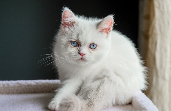 아기 고양이 미누엣