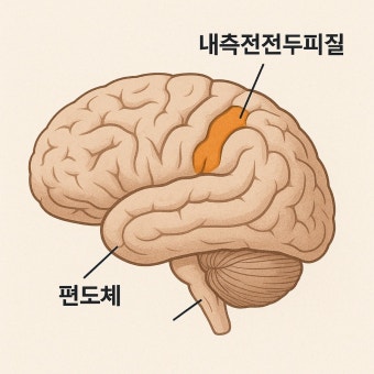 전전두피질(Prefrontal Cortex)