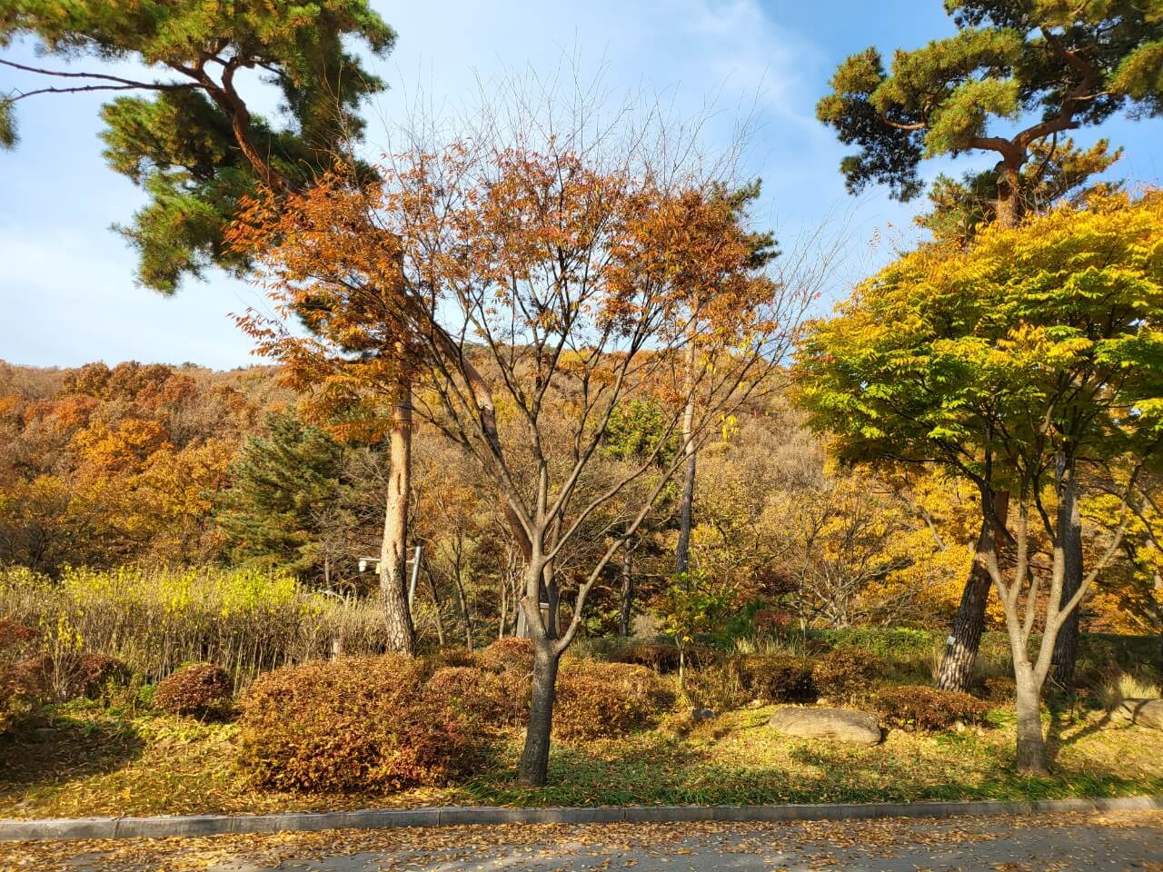 용인자연휴양림 풍경