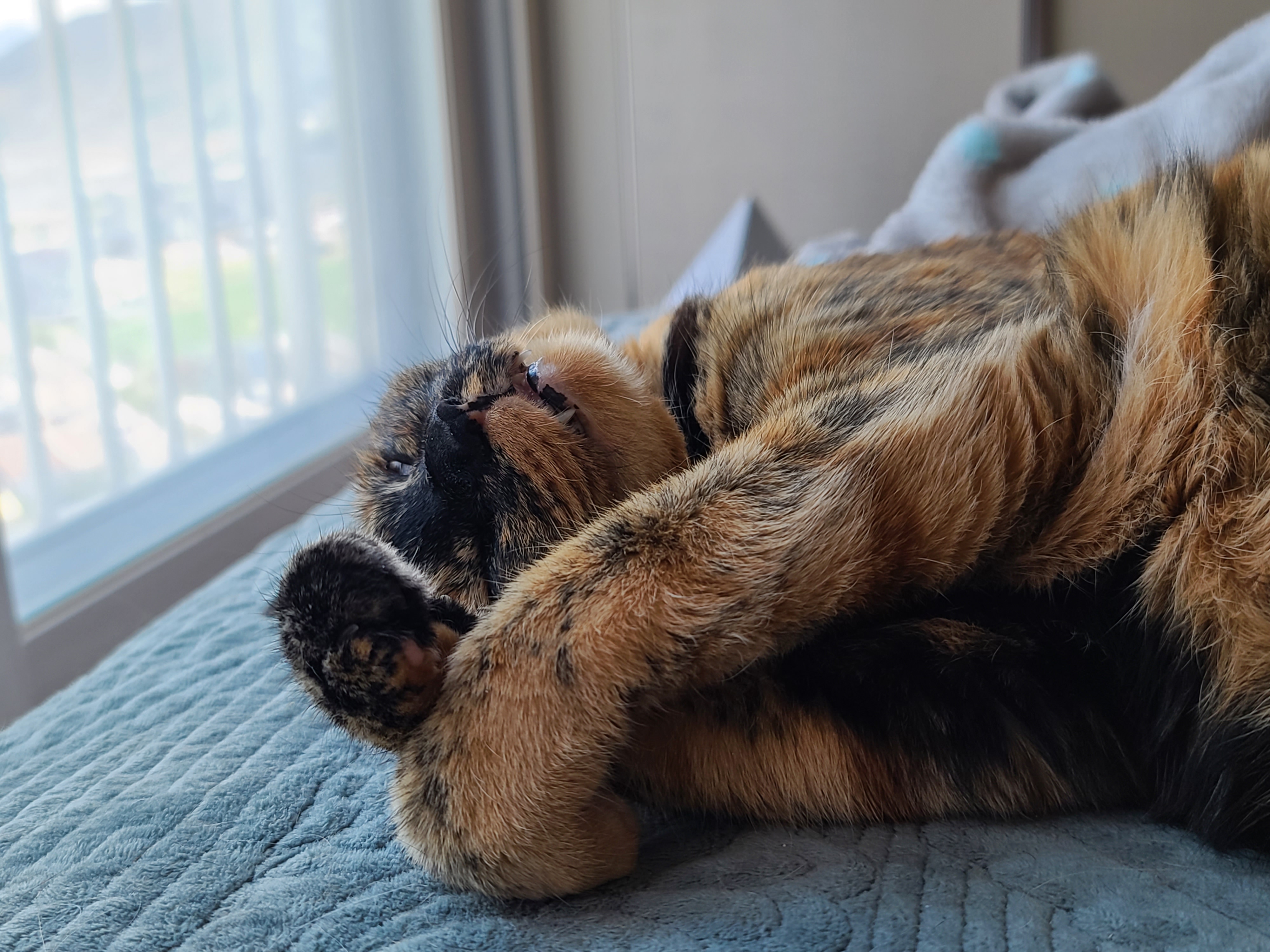 드러눕길 좋아하는 우리 사랑이. 고양이발라당발라당.