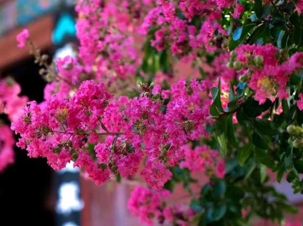 가을에 피는 꽃 배롱나무