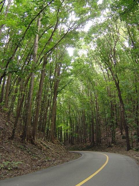 man made forest