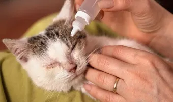 고양이 주요 눈 질환 7가지 증상 원인 치료법_6