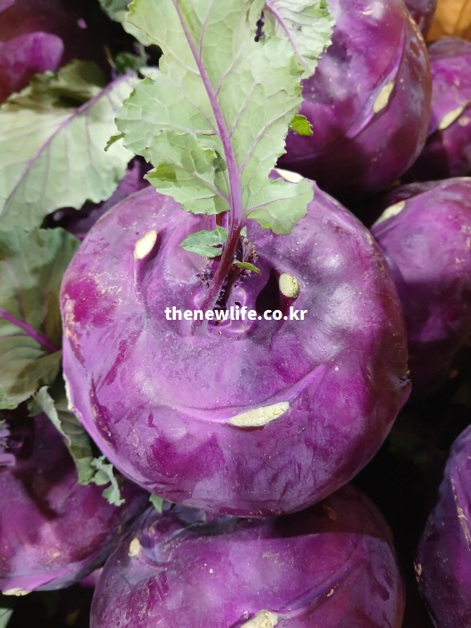콜라비 효능을 설명하기 위한 싱싱한 보라색 콜라비 사진