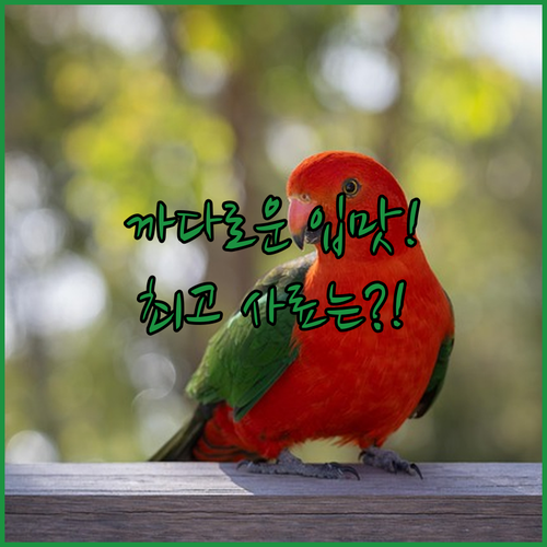 코뉴어 퀘이커 프리미엄 사료 비교 분..