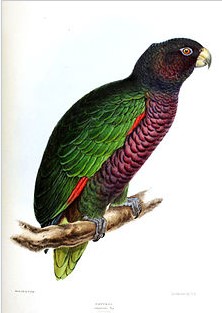 임페리얼 아마존 그림