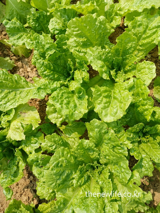 Wide view of green leaf lettuce (Cheong-sangchu) growing in rows-밭에서 줄지어 자라고 있는 청상추를 넓게 담은 사진