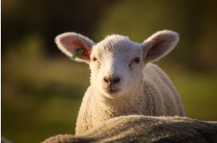 양띠 2025년 운세