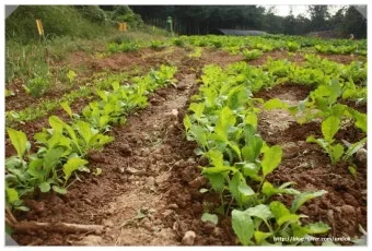 가을 텃밭 작물 추천 상추 열무 시금치 쌈채소 재배법_13