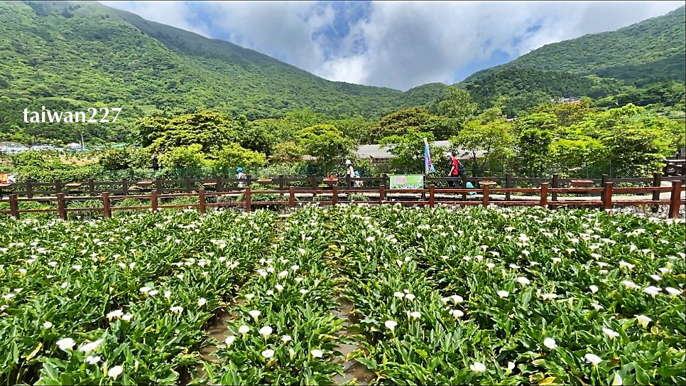 주쯔호, 죽자호, 카라꽃밭